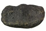 Large, Fossil Whale Ear Bone - Miocene #130242-1